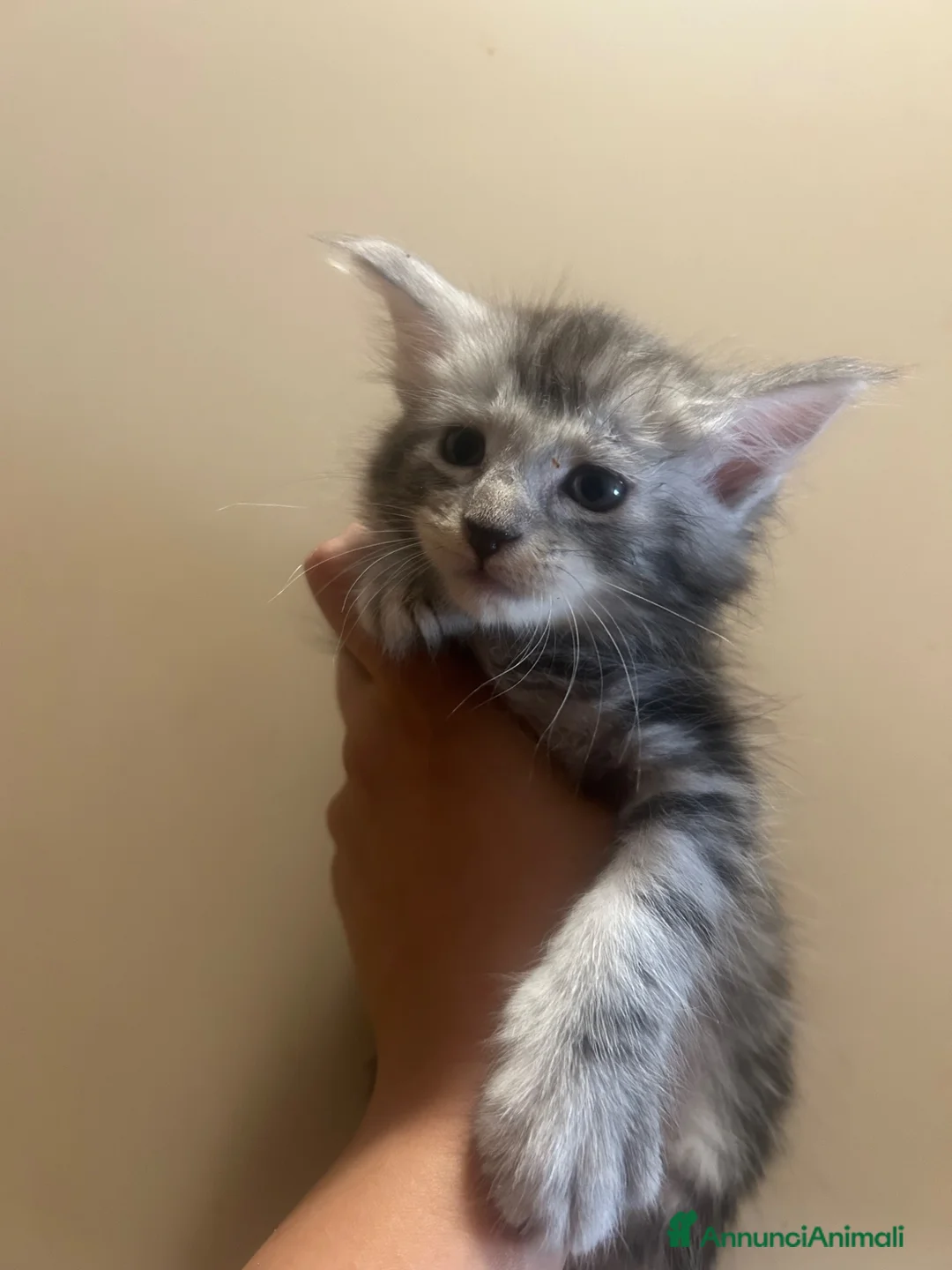 Maine Coon gatti in vendita: Cuccioli Maine coon - Annuncio 1