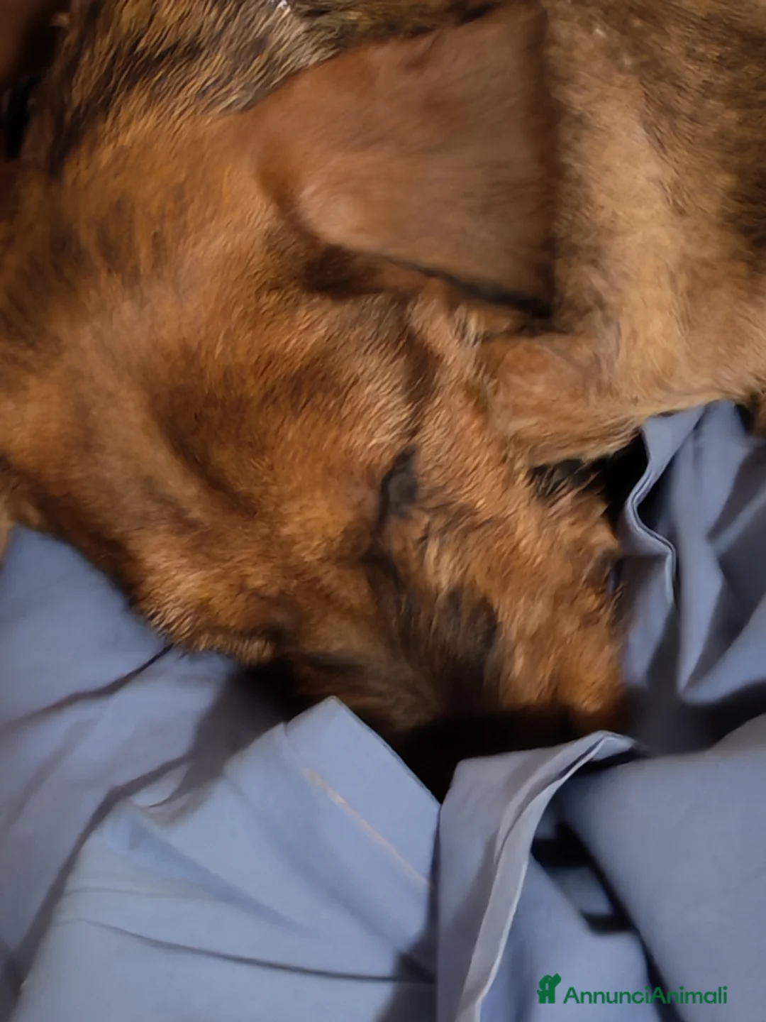 Bassotto cani in vendita: Bassotto pelo duro  - Annuncio 27