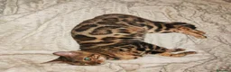 Bengala gatti in vendita: Gatto Bengala Femmina  - Annuncio 3