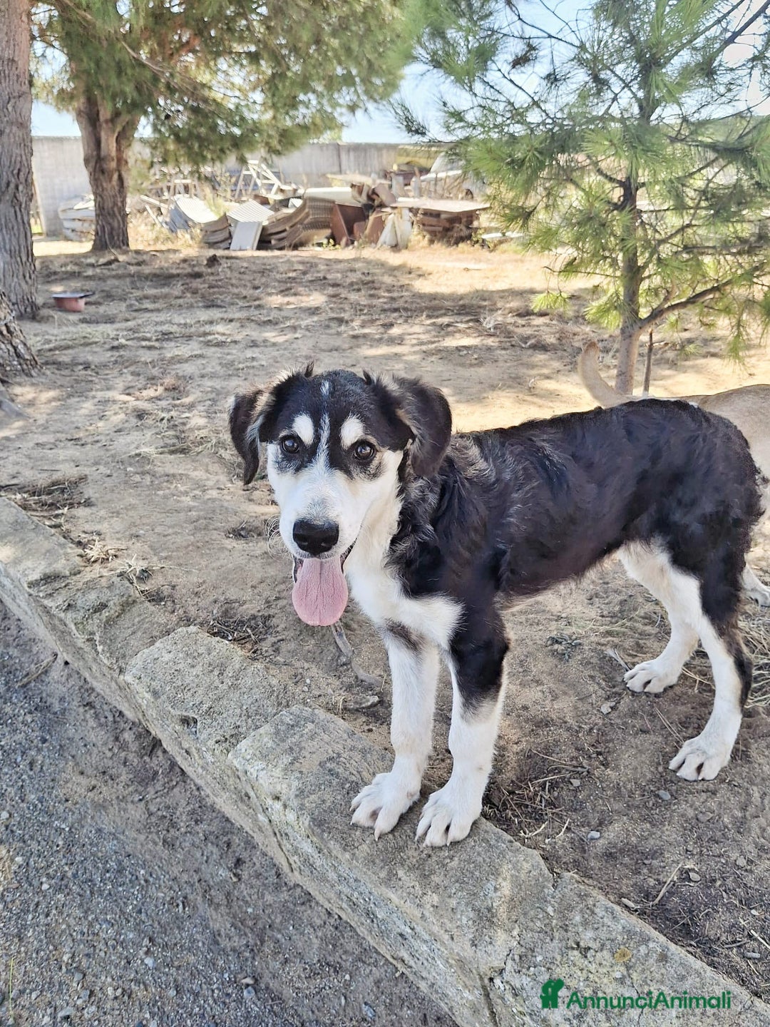 Meticcio cani in regalo: BRETZEL 🩷 - cucciola, ultima della sua cucciolata - Annuncio 2