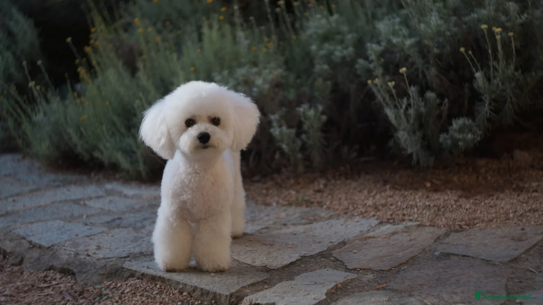 Bichon cani in vendita: Bichon Frise a Provincia del Sud Sardegna - Annuncio 9