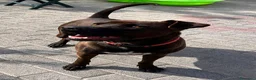 Meticcio cani in regalo: NIGEL CERCA AMORE - Annuncio 7