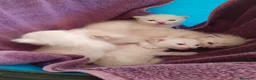 Siamese gatti in vendita: Gattini di siamese madre  - Annuncio 2