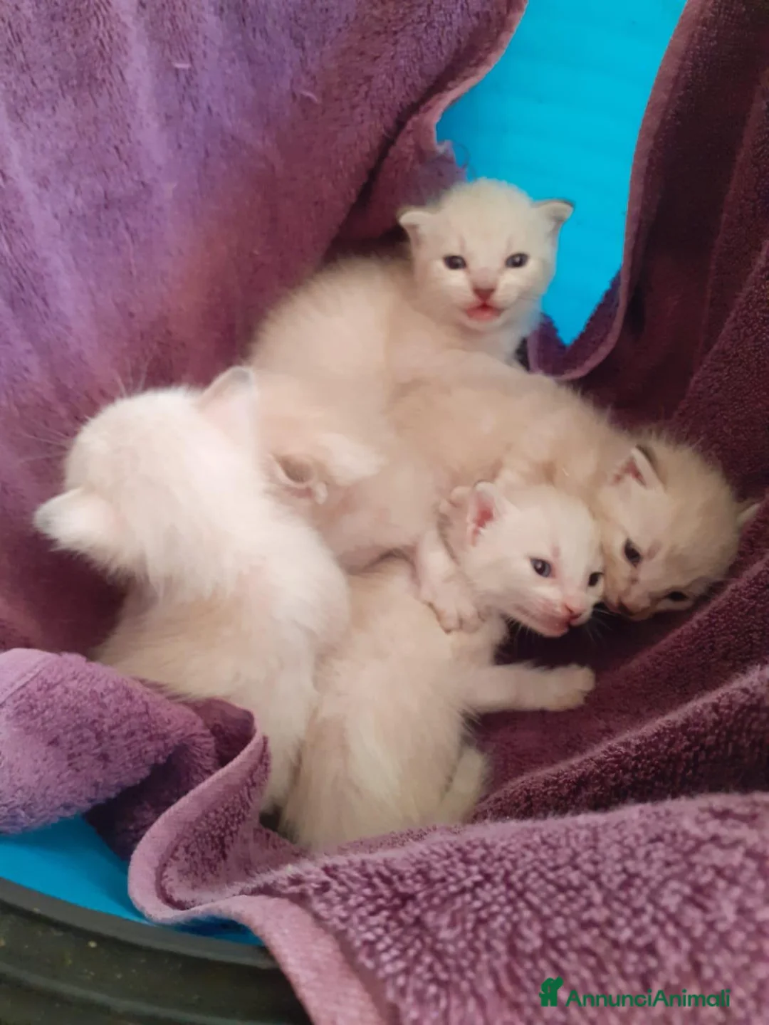 Siamese gatti in vendita: Gattini di siamese madre  - Annuncio 2