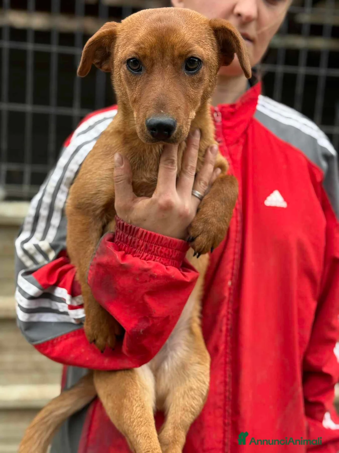 Meticcio cani in regalo: NIKITA, cucciola mix PINSCHER! Dolcissima - Annuncio 6