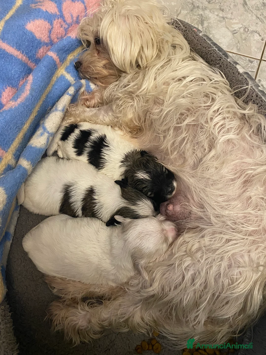Maltipoo cani in vendita: Cuccioli maltipoo - Annuncio 2