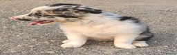 Border Collie cani in vendita: CUCCIOLI DI BORDER COLLIE ALTA GENEALOGIA - Annuncio 3