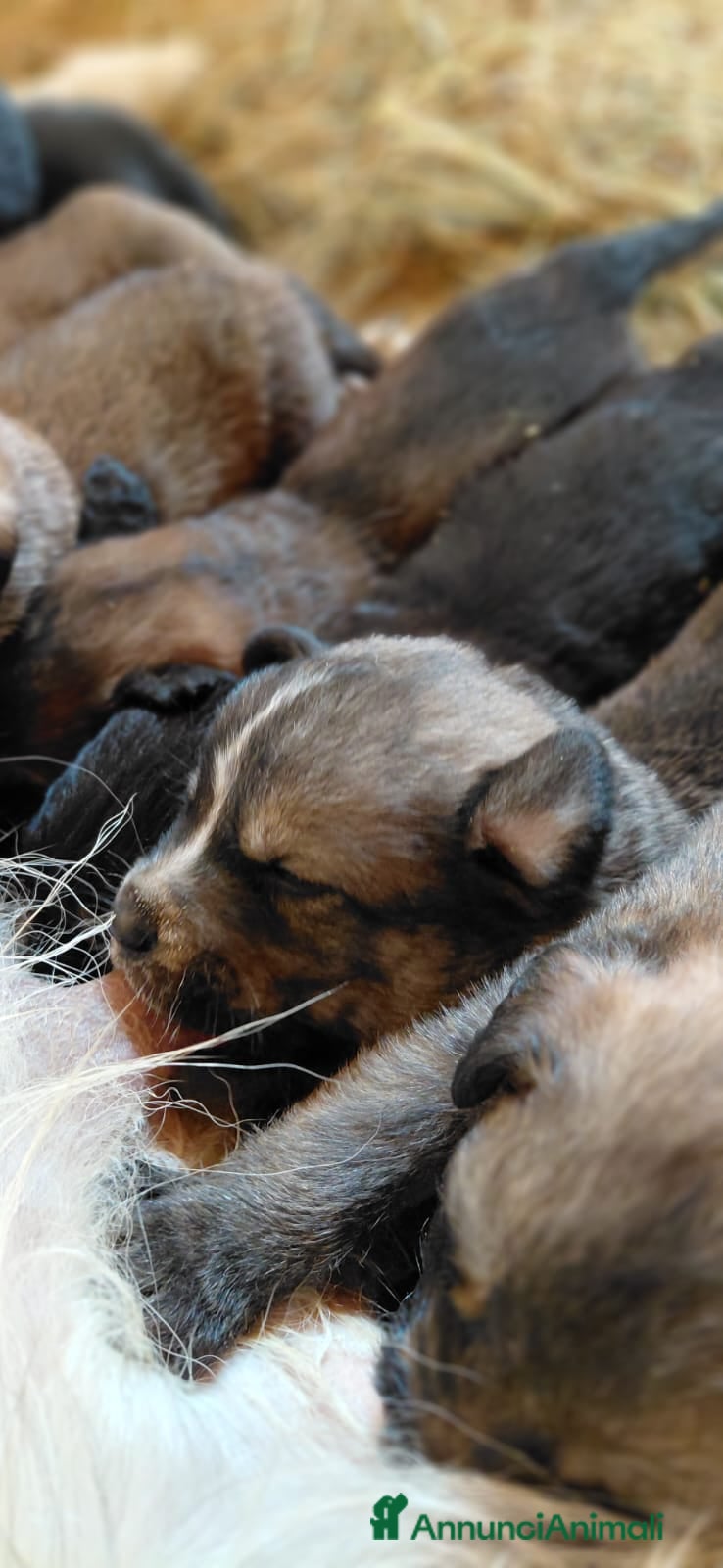 Meticcio cani in vendita: 10 cuccioli cercano casa  - Annuncio 5
