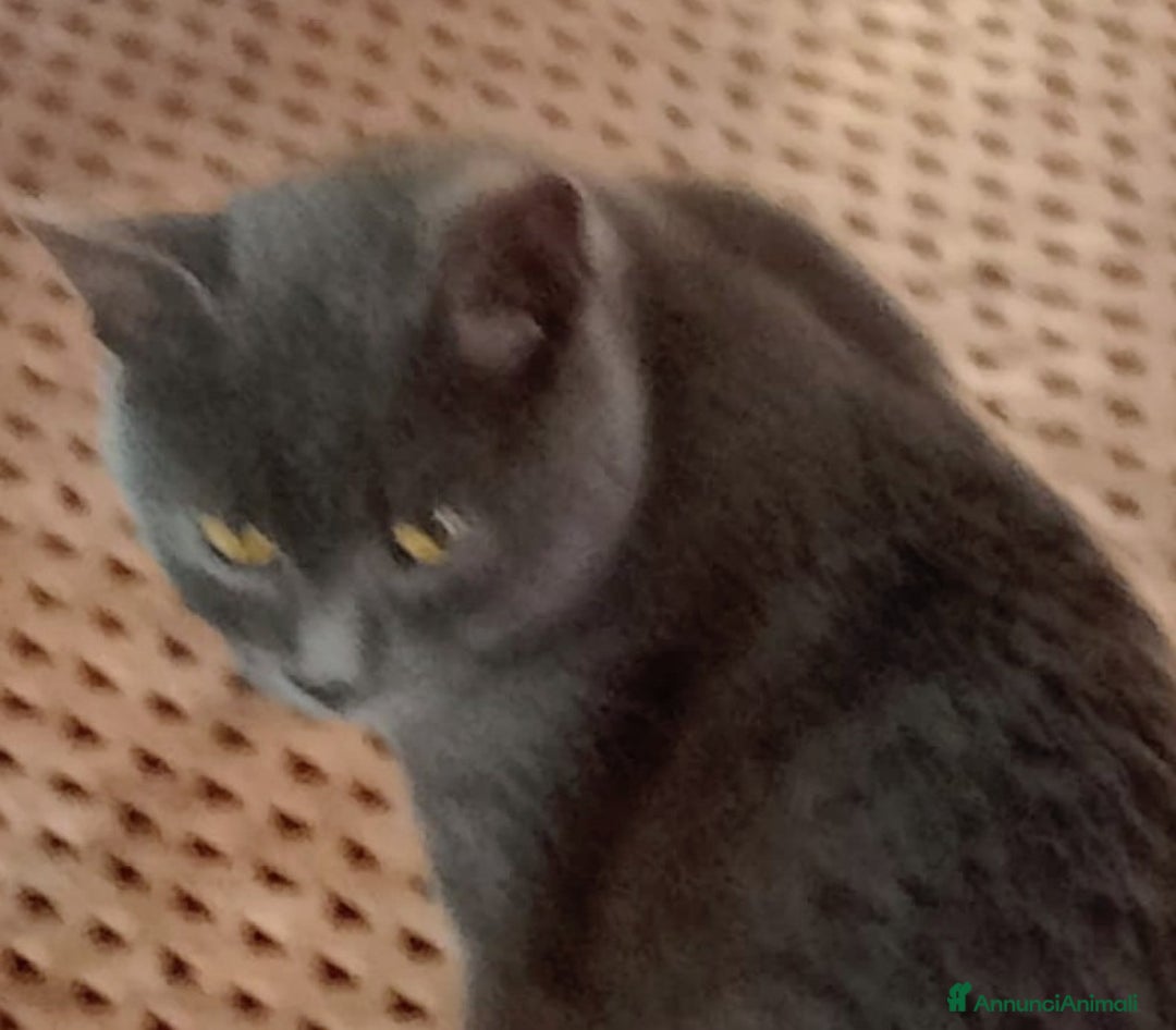 Certosino gatti in regalo: Certosino - Annuncio 1