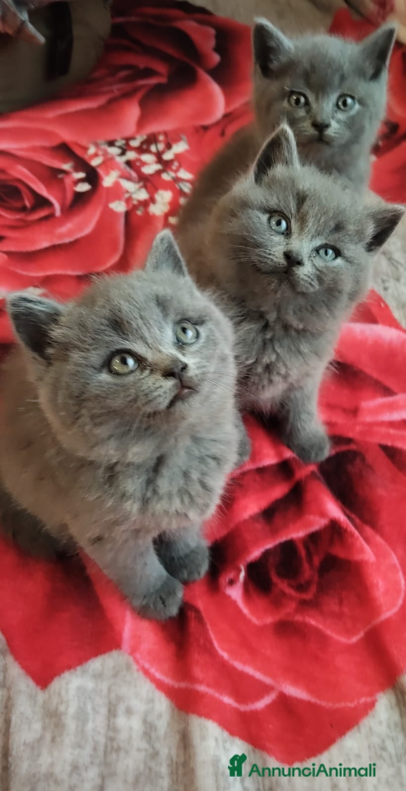 British gatti Adorabili gattini British shortair  - Annuncio 1