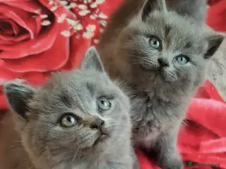 British gatti in vendita: Adorabili gattini British shortair - Annuncio 2