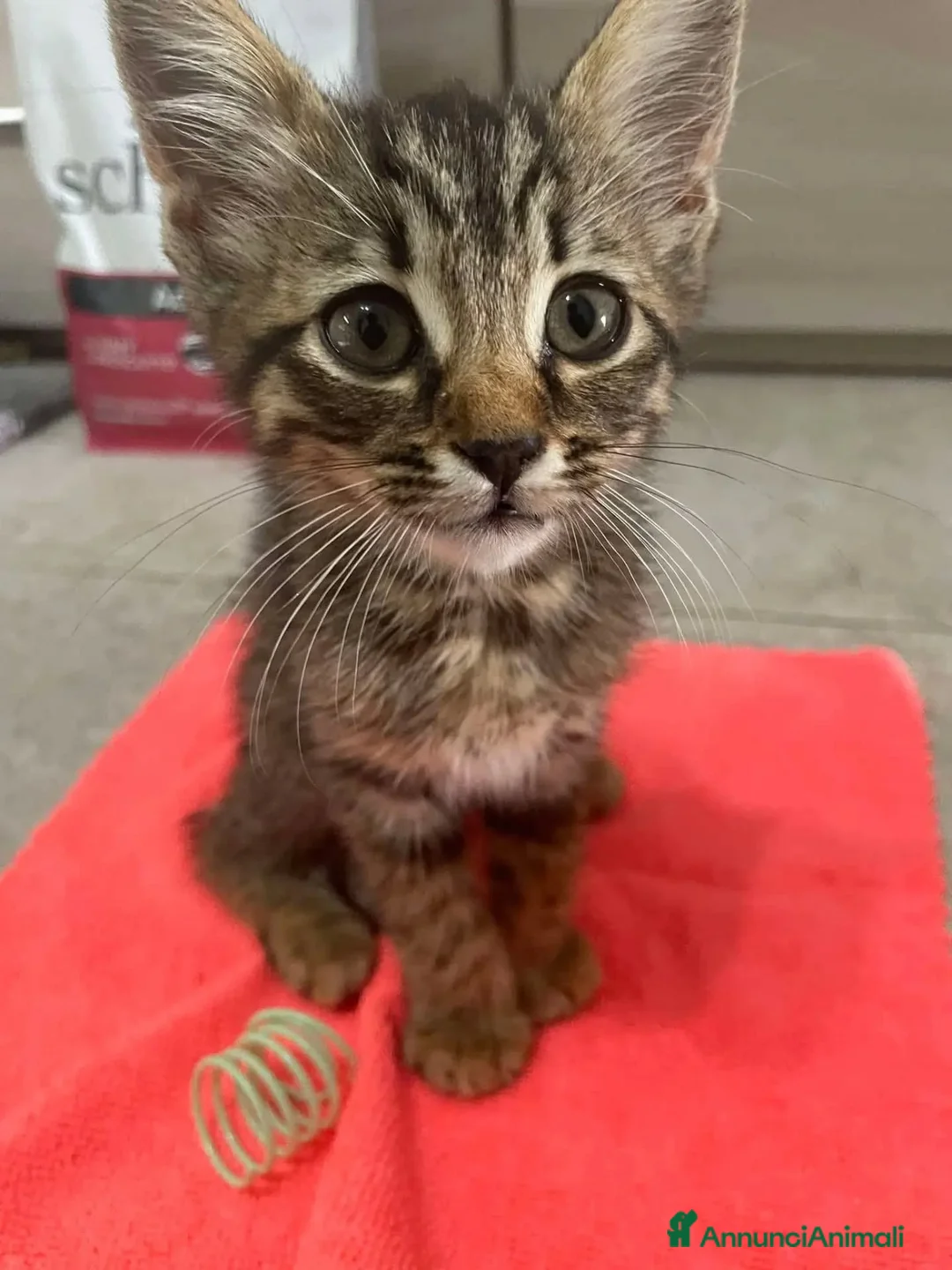 Meticcio gatti in regalo: OLIVER gattino maschio 3 mesi cerca casa adozione - Annuncio 2