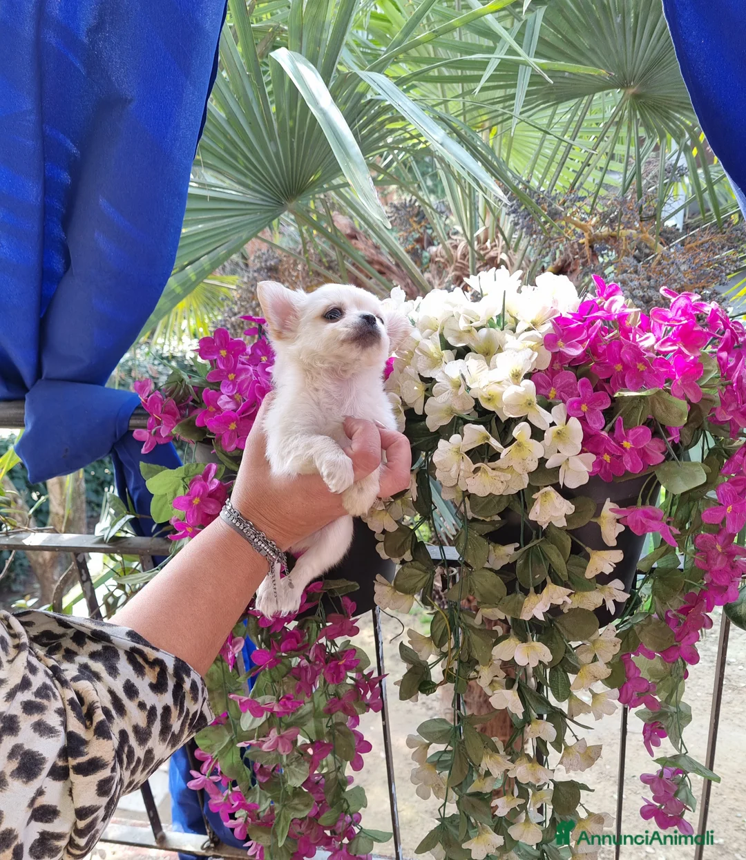 Chihuahua cani in vendita: Cucciola di chihuahua piccolissima  - Annuncio 6