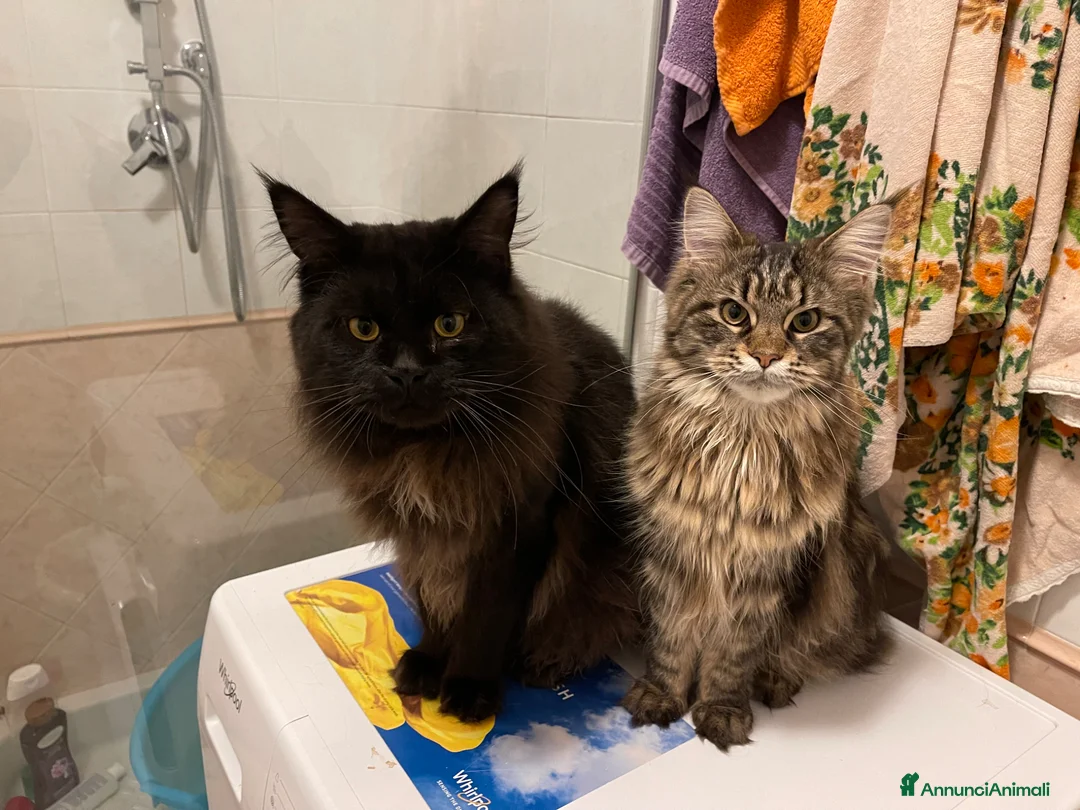 Maine Coon gatti in vendita: Cuccioli Maine Coon a Provincia di Rovigo - Annuncio 8