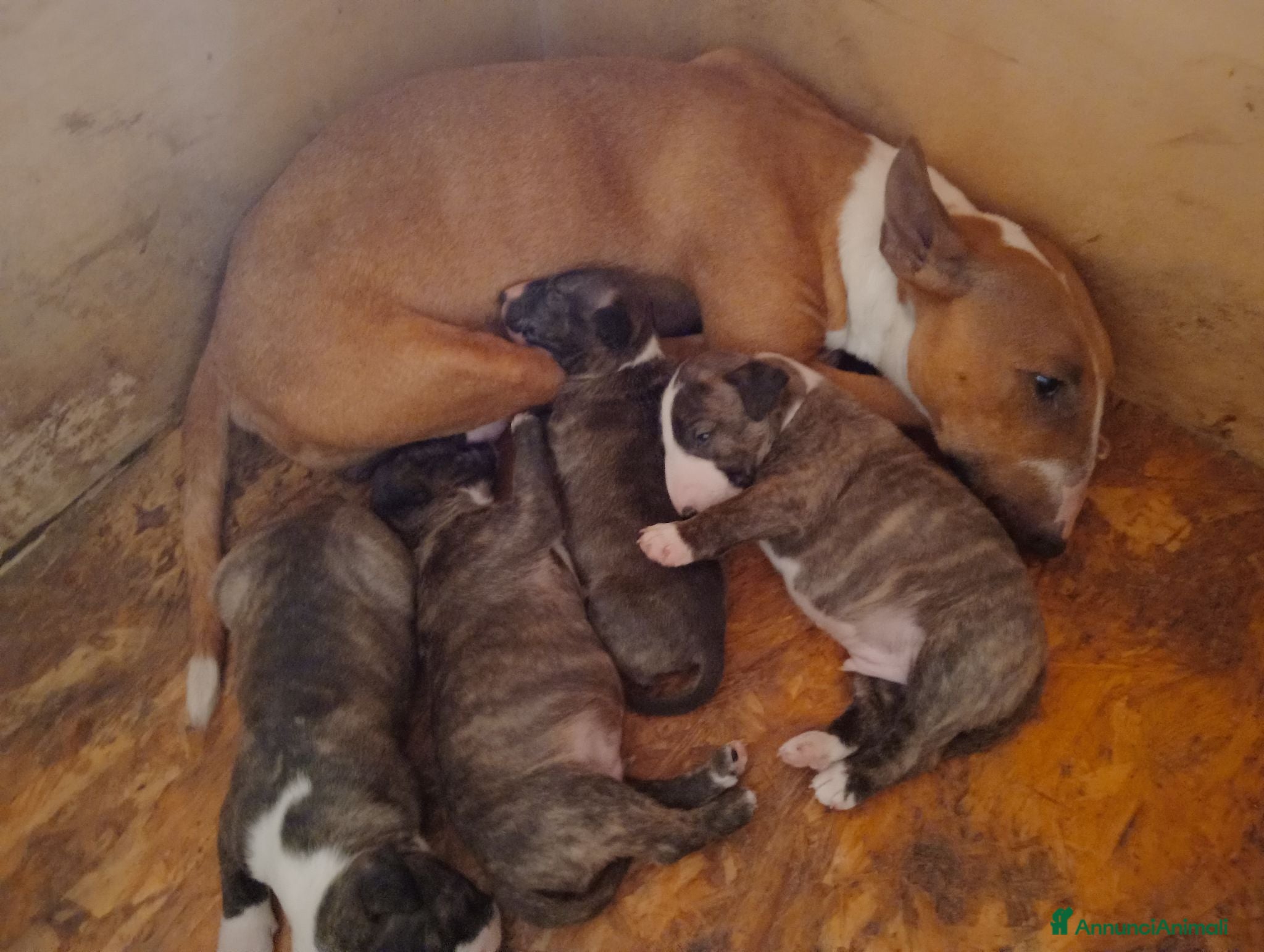 Bull Terrier Mini cani Bull terrier miniature  - Annuncio 2