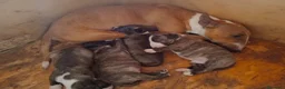 Bull Terrier Mini cani in vendita: Bull terrier miniature  - Annuncio 1