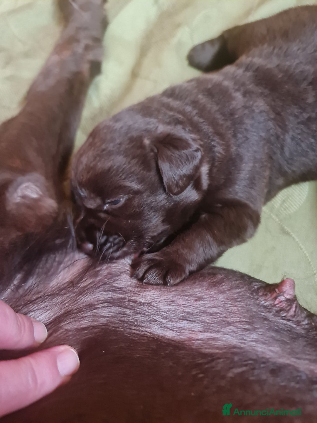 Labrador cani in vendita: LABRADOR choccolate Cuccioli - Annuncio 2