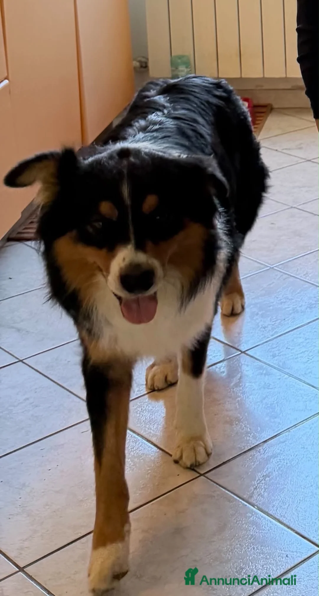 Australian Shepherd cani in vendita: Vendita ciccioli di australian Sheperd  - Annuncio 3