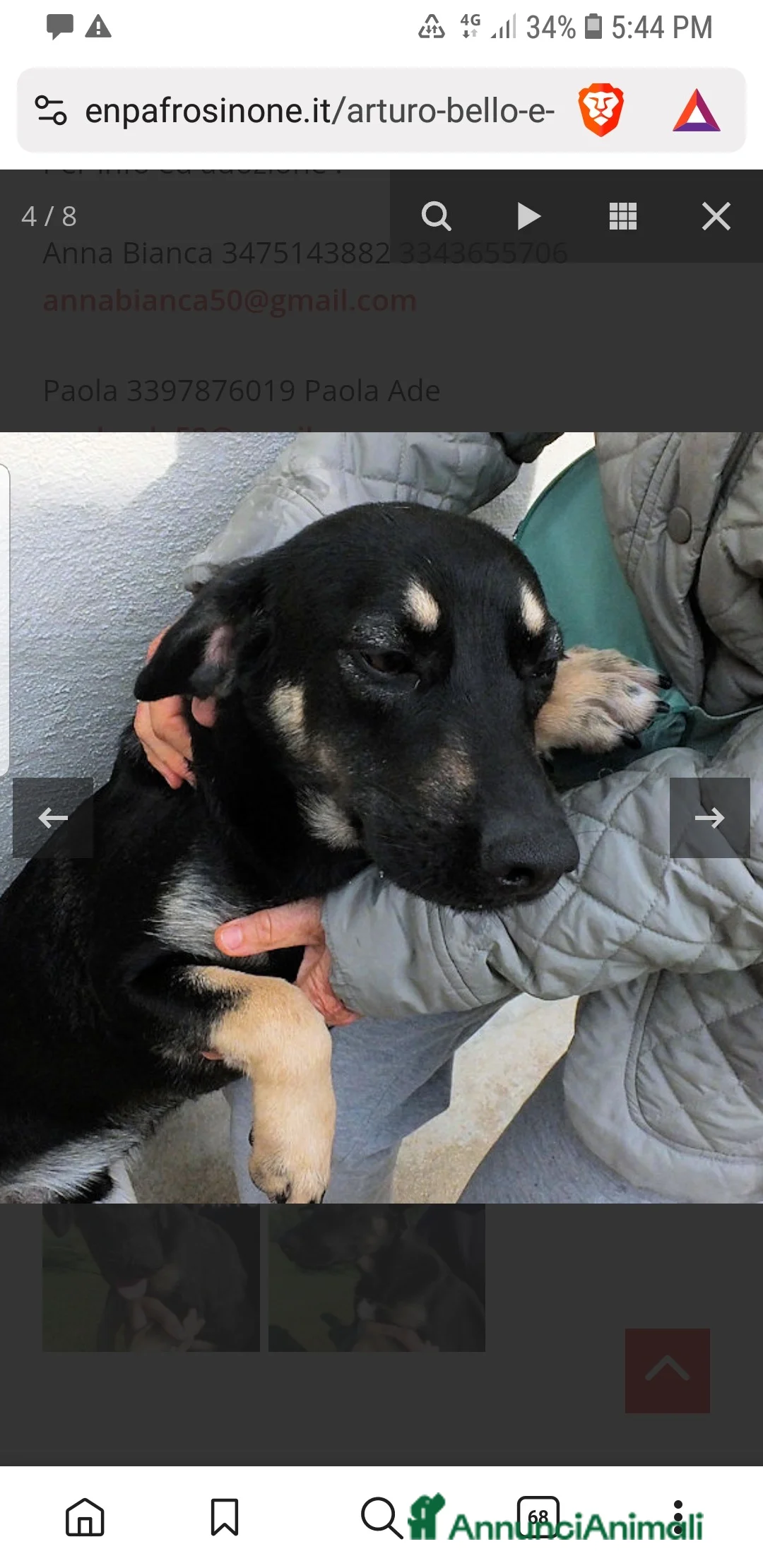 Meticcio cani in regalo: ADOZ.DEL CUORE: bello,socievole, abbandonato 1mese - Annuncio 4