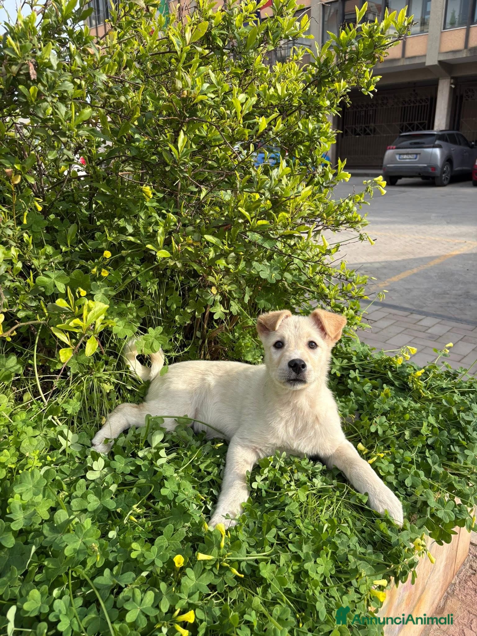 Labrador cani Izar cerca casa🩵 - Annuncio 1