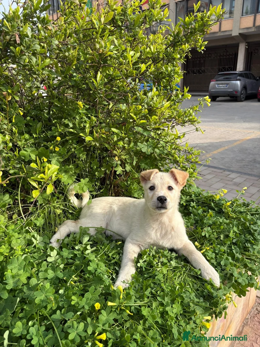 Labrador cani in regalo: Izar cerca casa🩵 - Annuncio 1