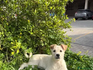 Labrador cani Izar cerca casa🩵 - Annuncio 6