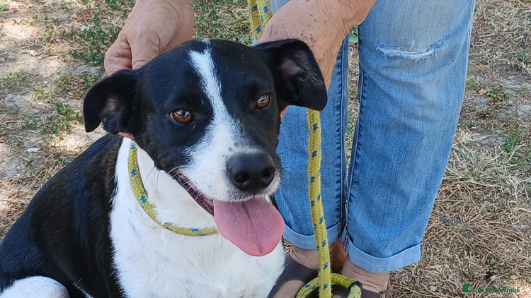 Meticcio cani a Città metropolitana di Roma Capitale - Annuncio 14