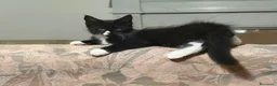 Maine Coon gatti in vendita: Maine Coon a Città metropolitana di Roma Capitale - Annuncio 8