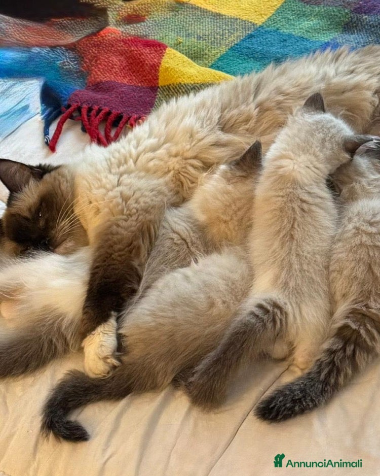 Ragdoll gatti Cucciolo seal point bicolour - Annuncio 1