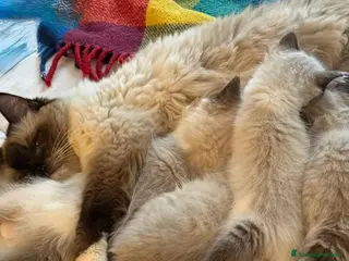 Ragdoll gatti Cucciolo seal point bicolour - Annuncio 15