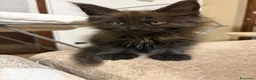 Maine Coon gatti in vendita: Maine coon con pedigree  a Provincia di Lecco - Annuncio 4