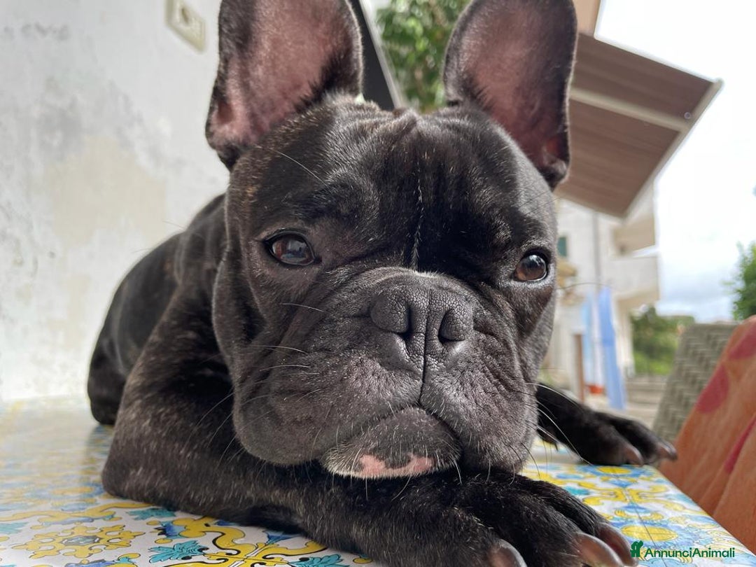 Bulldog Francese cani per accoppiamento: Disponibile bulldog francese per monta bringee  - Annuncio 2