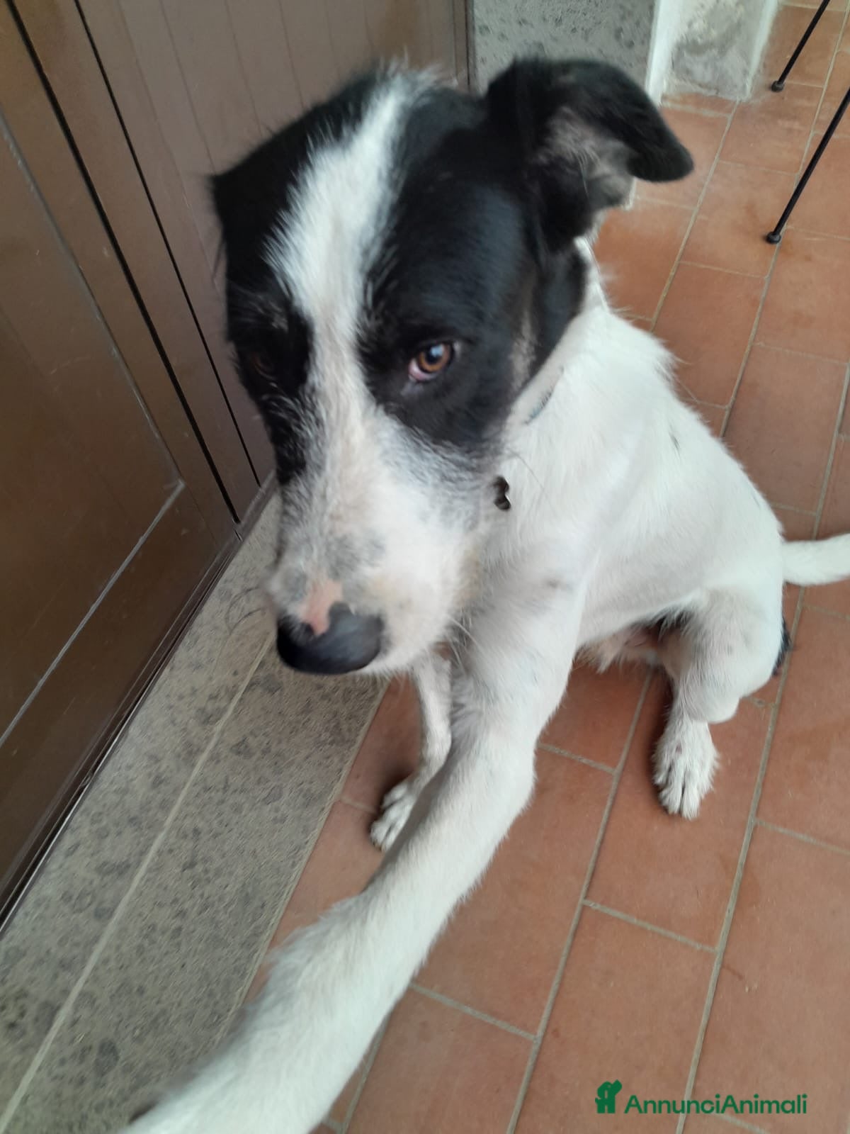 Meticcio cani Snopopy bellissimo e dolcissimo spinoncino - Annuncio 2