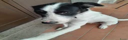 Meticcio cani in regalo: Snopopy bellissimo e dolcissimo spinoncino a Provincia di Bergamo - Annuncio 1
