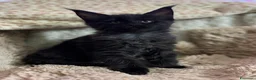 Maine Coon gatti in vendita: Cuccioli Maine Coon - Annuncio 5