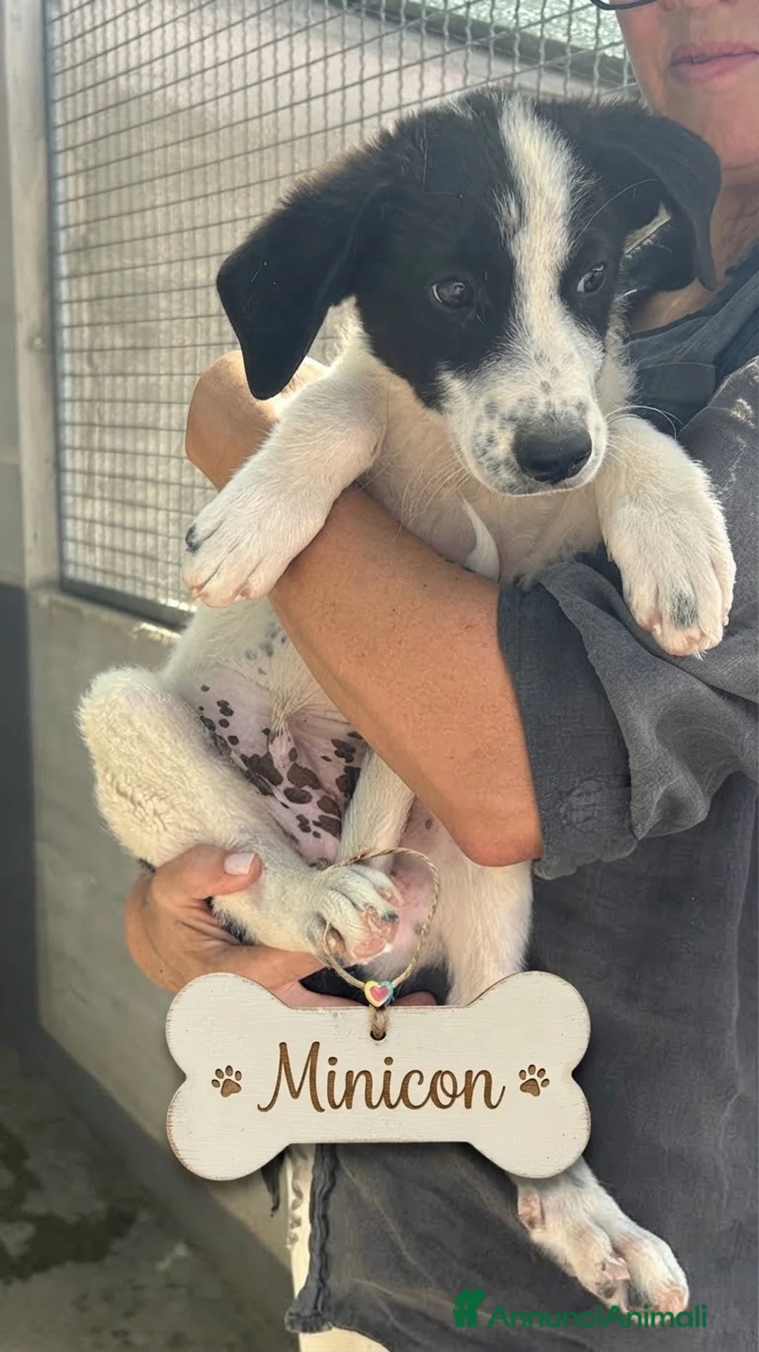 Meticcio cani in regalo: ❤️🐶 DIDO & MANICON 🐶❤️ - Annuncio 2