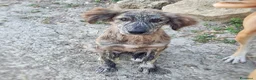 Meticcio cani in regalo: BRESAOLA 🩷 osserva tutto. E impara in fretta. a Provincia di Padova - Annuncio 4