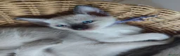 Thai gatti in vendita: Siamese tradizionale, Thai microchip e pedigree  - Annuncio 12