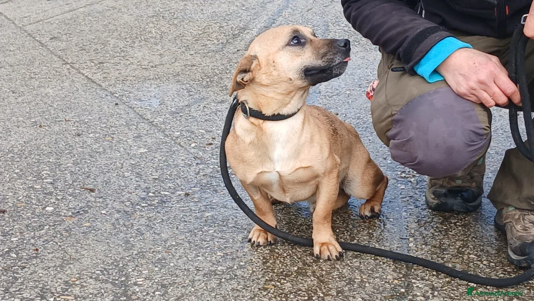Meticcio cani in regalo: IL DOLCE CARAMELLO HA BISOGNO DI TE, IN ADOZIONE - Annuncio 3