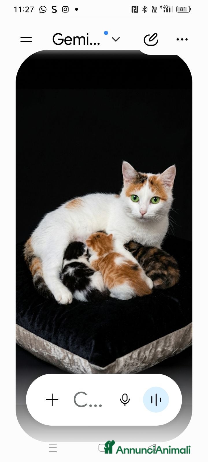 Altre razze gatti Calicò van  - Annuncio 31