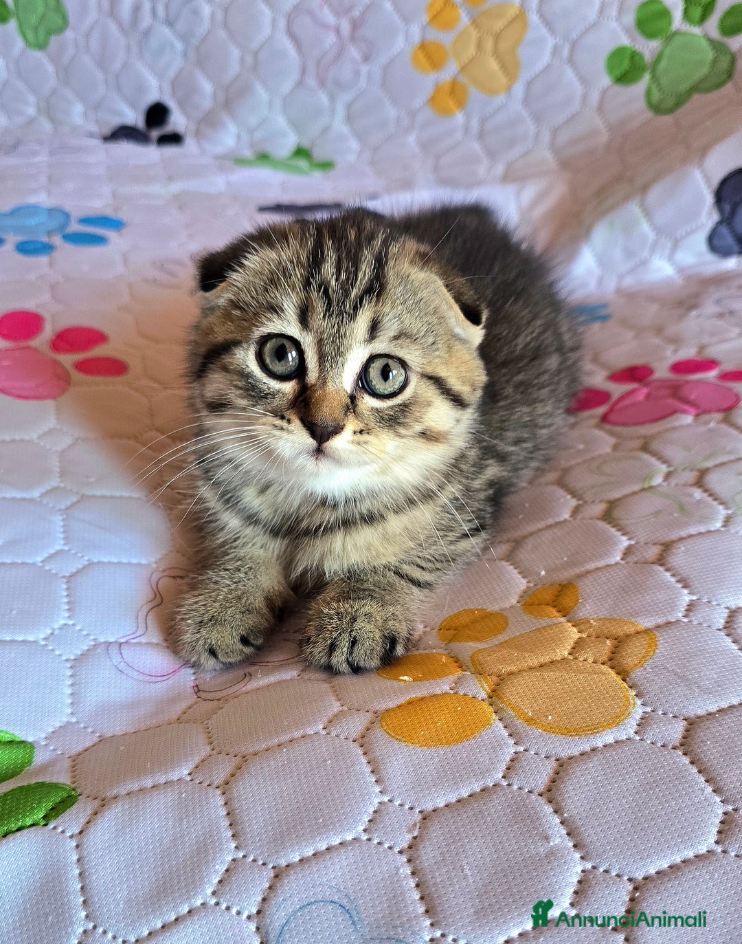 Scottish gatti in vendita: Cuccioli scottish fold e straight  a Provincia di Vicenza - Immagine 22