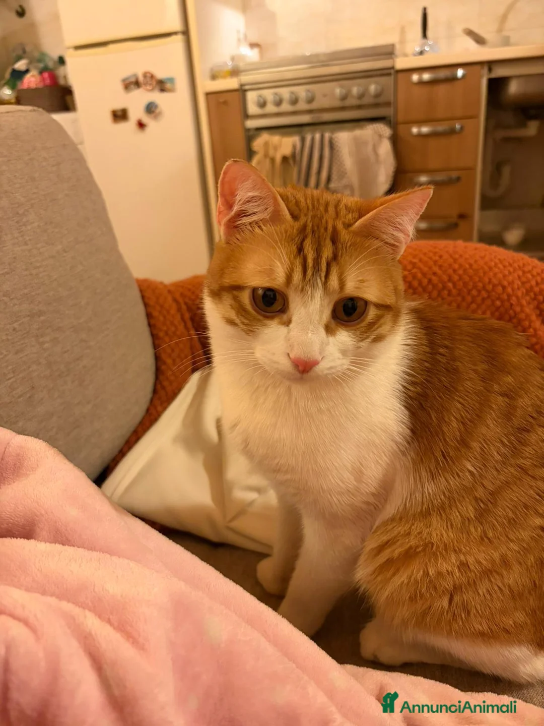 Meticcio gatti in regalo: GATTI a Provincia di Piacenza - Annuncio 1