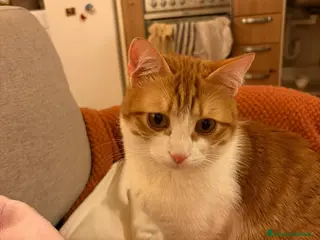 Meticcio gatti GATTI - Annuncio 4