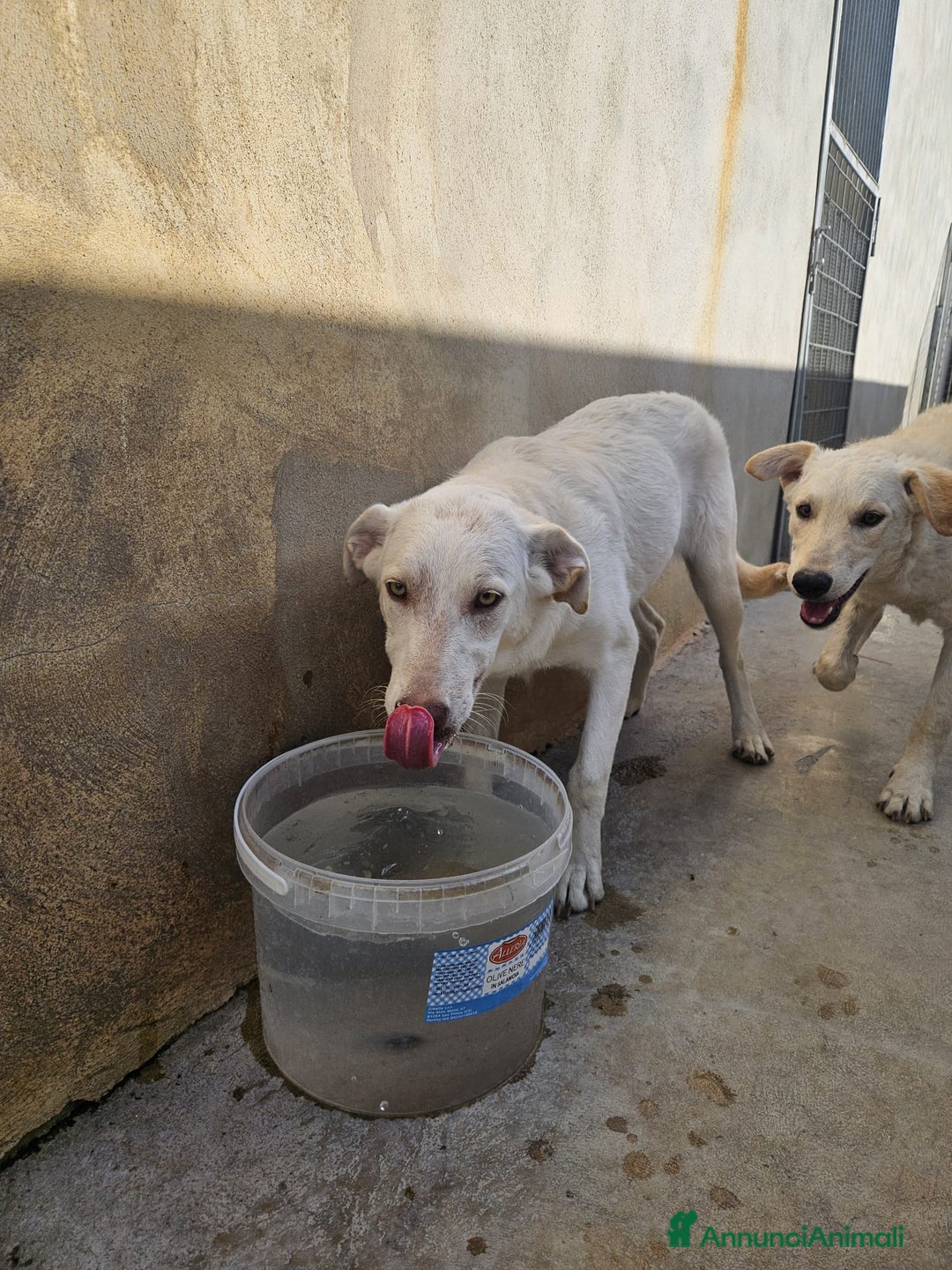 Meticcio cani in regalo: Chiara: 1 anno, socievole ed equilibrata - Annuncio 4
