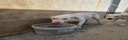 Meticcio cani in regalo: Chiara: giovane, socievole ed equilibrata - Annuncio 25