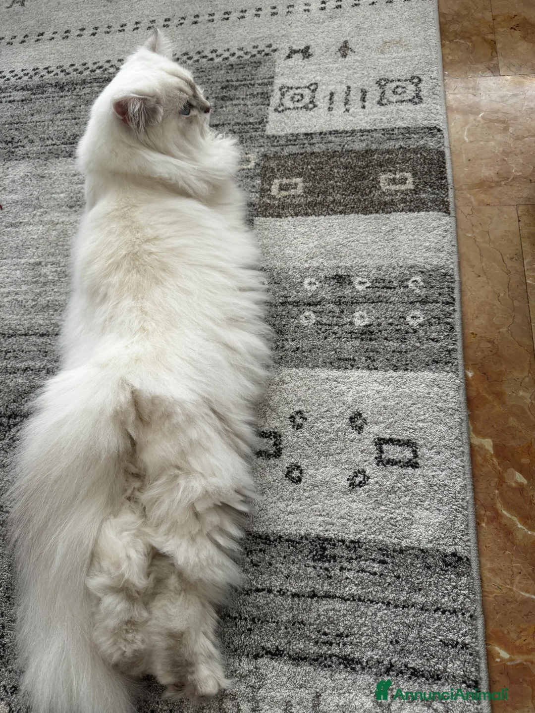 Scottish gatti per accoppiamento: Scottish Highland per accoppiamento  a Provincia di Varese - Annuncio 10