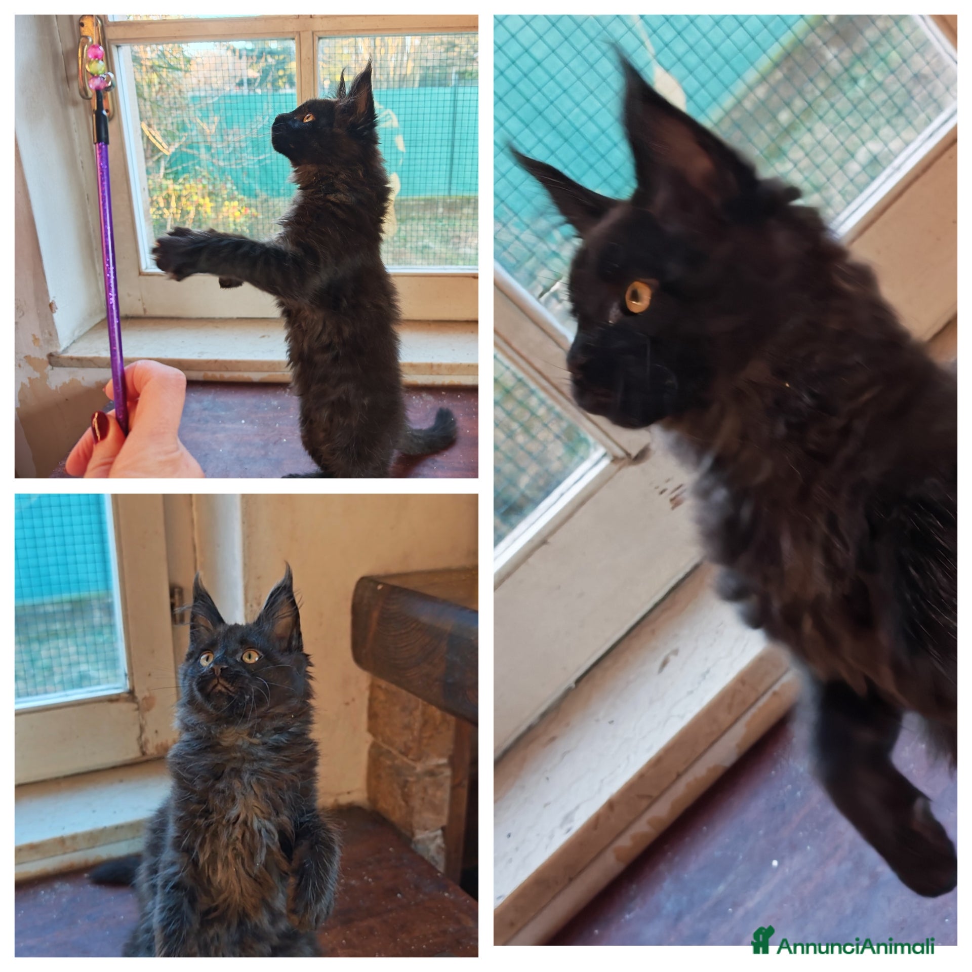 Maine Coon gatti Ultima cucciola  - Annuncio 1