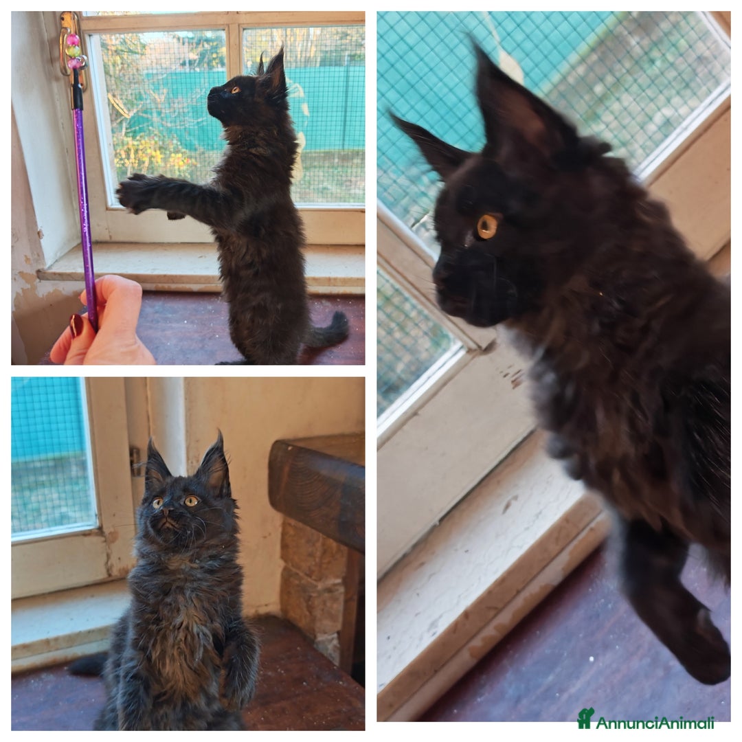 Maine Coon gatti in vendita: Ultima cucciola  - Annuncio 1