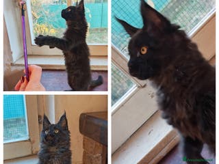 Maine Coon gatti Ultima cucciola - Annuncio 1