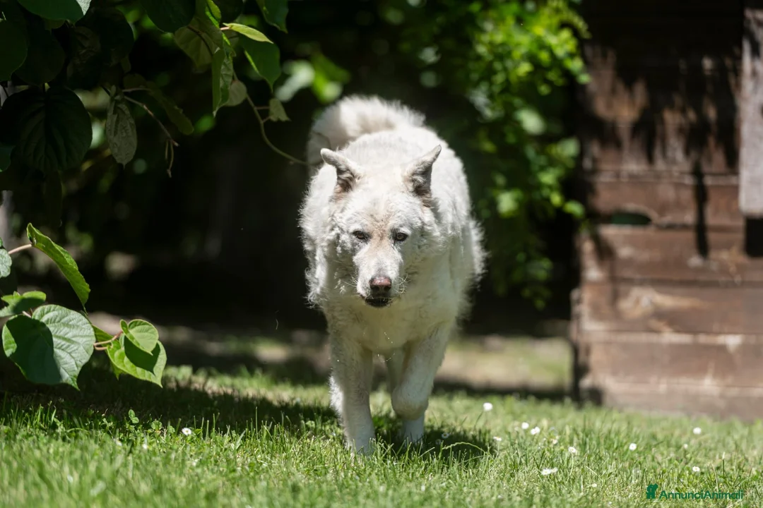 Meticcio cani in regalo: MINERVA UNA VITA DI STENTI, ORA IN CANLE - Annuncio 4